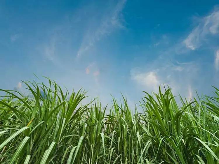Novos processos, com aproveitamento da palha e do bagaço da cana, podem aumentar a produtividade industrial do etanol em 45% (Shutterstock/Shutterstock)