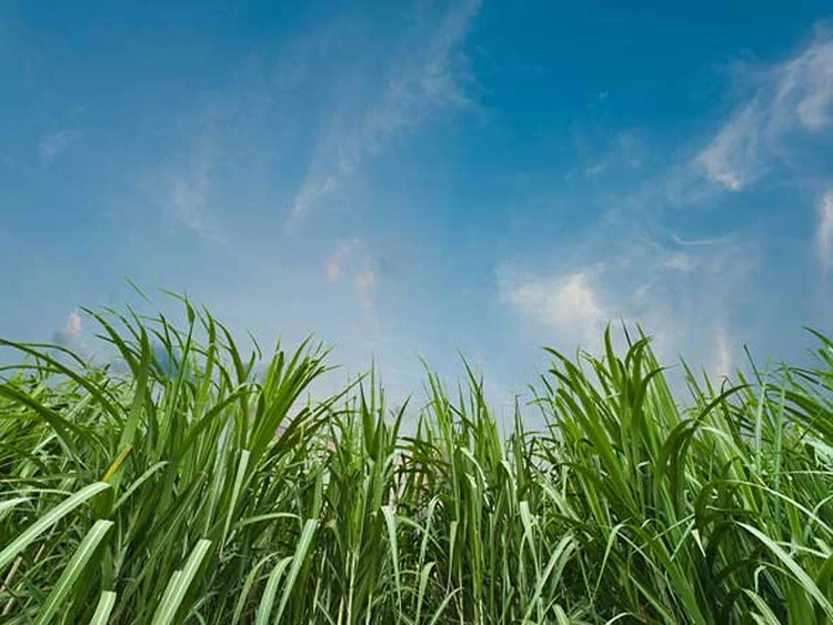 Cana: países da América Latina e da África poderão adotar bioenergia para tornar suas matrizes energéticas mais limpas (Shutterstock/Shutterstock)