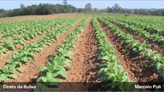 Souza Cruz soma R$ 1,1 bilhão nos nove primeiros meses do ano -  1ª Edição