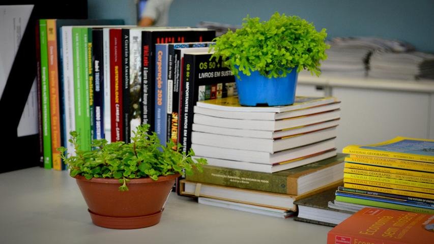 Plantas melhoram o clima no escritório; saiba escolher