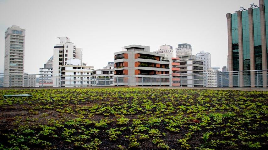 Telhados verdes levam vida e beleza às alturas em São Paulo