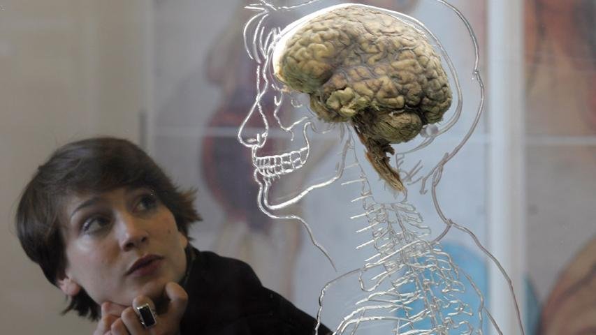 Como a neurociência pode contribuir na gestão de pessoas?