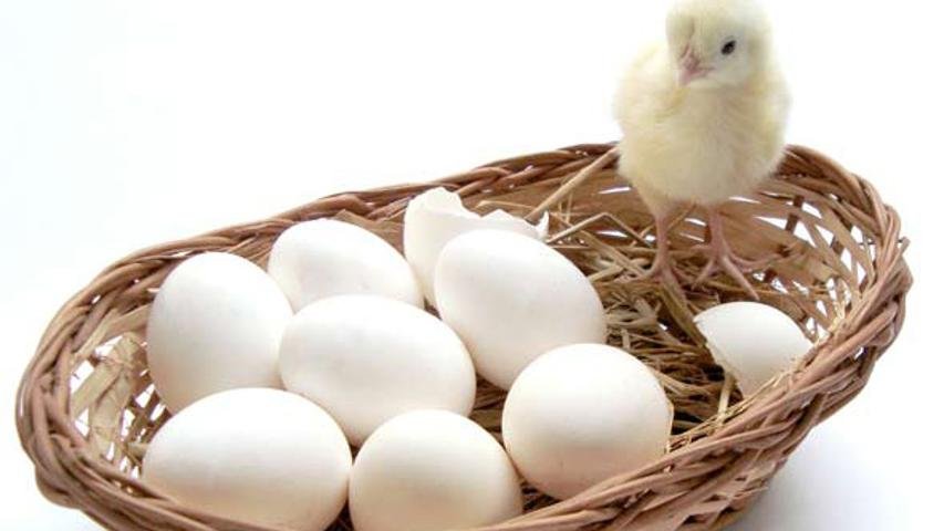 Concentro o dinheiro em uma só boa aplicação ou diversifico?