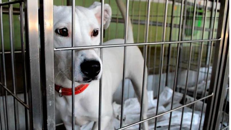 Onde cães abandonados aguardam um novo lar em SP