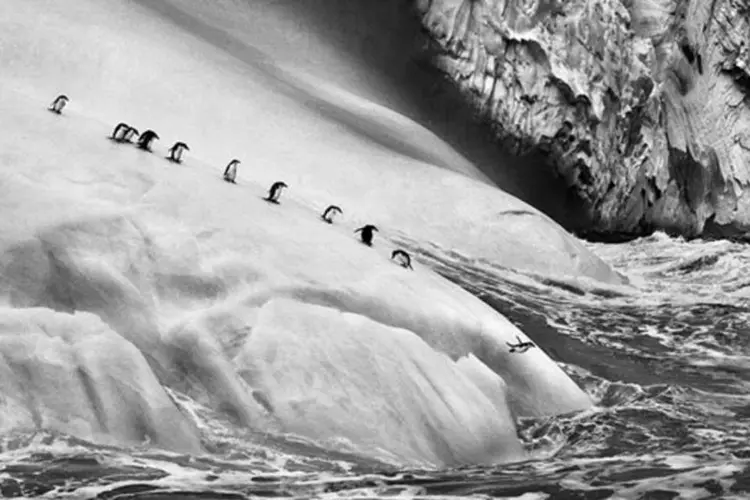 Flagrante de pinguins-debarbicha num iceberg nas ilhas Sandwich do Sul de Sebastião Salgado (Sebastião Salgado/Divulgação)