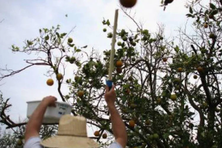 
	Laranjeira: Guy Davies, inspetor da Florida Division of Plant Industry, usa vara para derrubar folhas de laranjeiras contaminadas com bact&eacute;ria asi&aacute;tica
 (AFP)