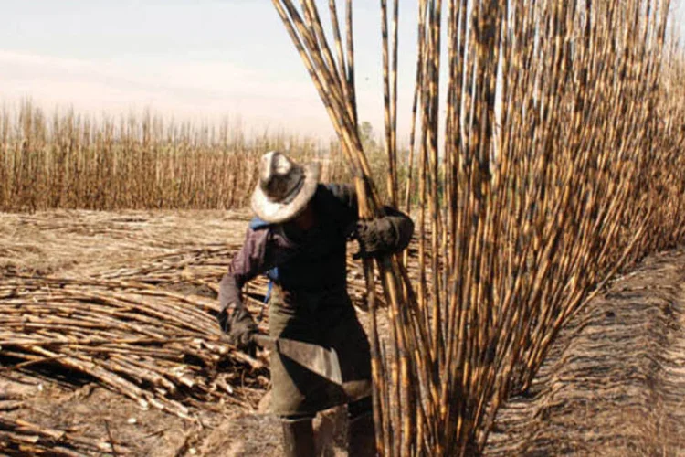 
	Cana: &ldquo;O baga&ccedil;o de cana &eacute; um material muito heterog&ecirc;neo, contempla celulose, hemicelulose e lignina, um composto que transpassa a fibra e inibe a atividade enzim&aacute;tica&rdquo;, disse pesquisador
 (Claudio Perez/Bloomberg)