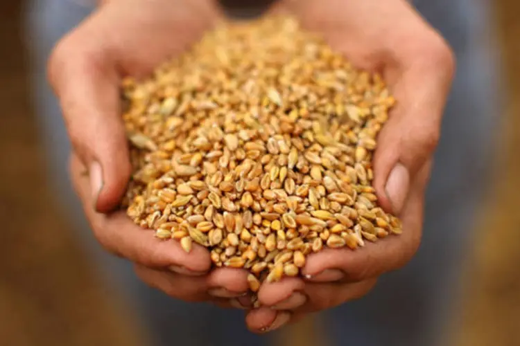 
	Agricultor mostra sementes de trigo: as exporta&ccedil;&otilde;es dos EUA est&atilde;o sendo prejudicadas pela valoriza&ccedil;&atilde;o do d&oacute;lar frente outras moedas
 (Christopher Furlong/Getty Images)