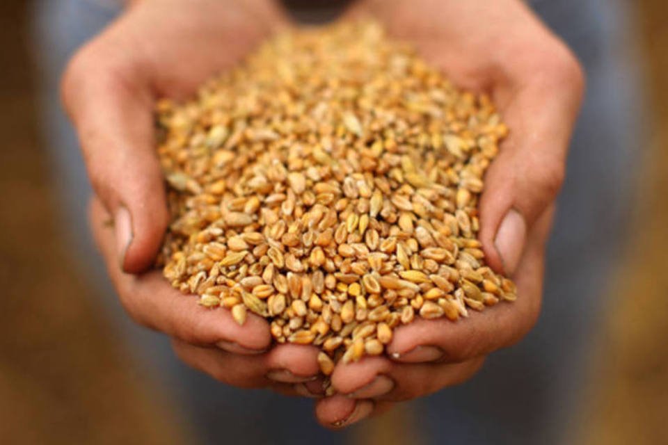 CWB estima queda nas safras globais de trigo, milho e soja