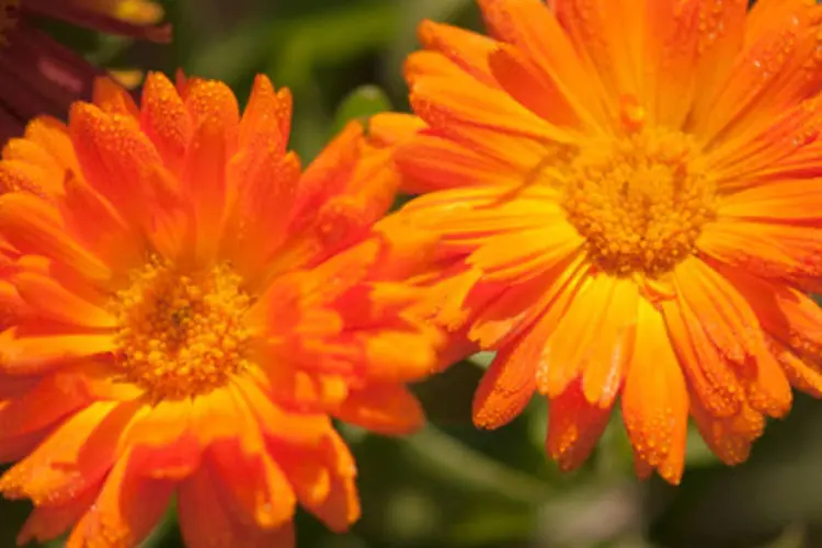 Calêndula: a flor de Calêndula é fonte de vitaminas A e C, carotenoides, fitoesterois e rica em flavonoides (Getty Images)