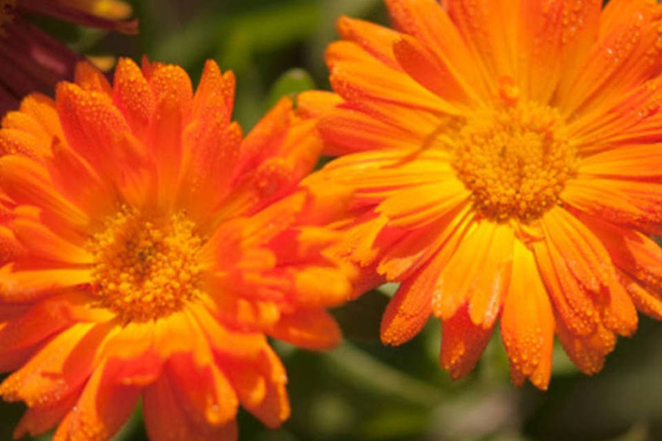 Descubra como as flores podem ajudar na saúde e bem-estar