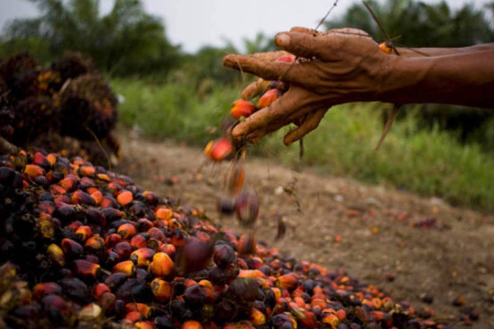 Exportação de óleo de palma da Indonésia pode subir até 9%