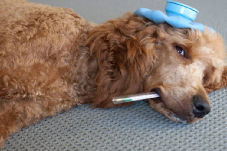 
	Assist&ecirc;ncia aos animais de estima&ccedil;&atilde;o: novidade faz parte do plano da B2W de buscar mais rentabilidade
 (Getty Images)