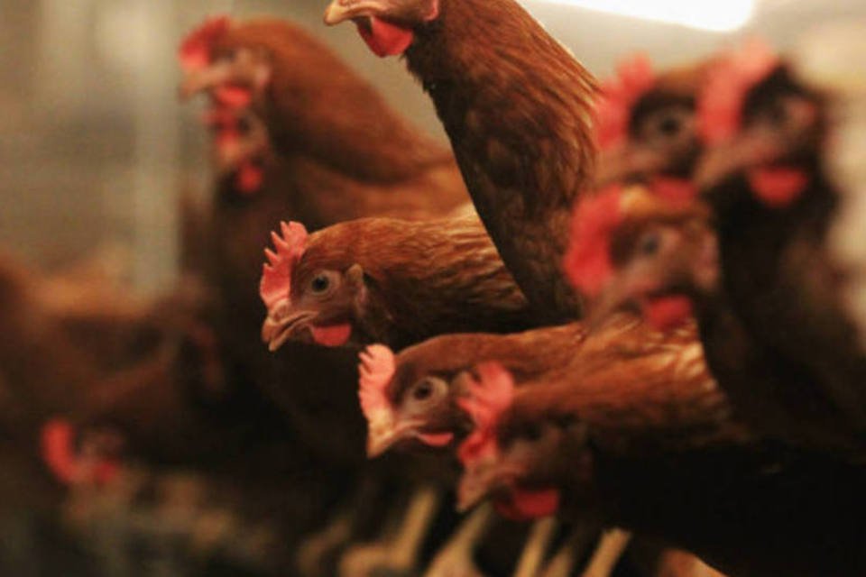 Exportação e produção de frango fecham 2012 com queda