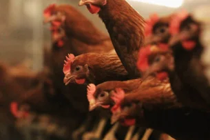 Gripe aviária: o que é a doença que levou China a parar de importar frango do Brasil