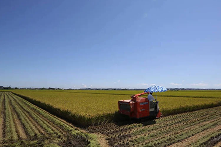 
	Planta&ccedil;&atilde;o de arroz: os pre&ccedil;os dos bens intermedi&aacute;rios subiram 0,80% em agosto ante avan&ccedil;o de 0,99% em julho
 ( Tomohiro Ohsumi/Bloomberg)