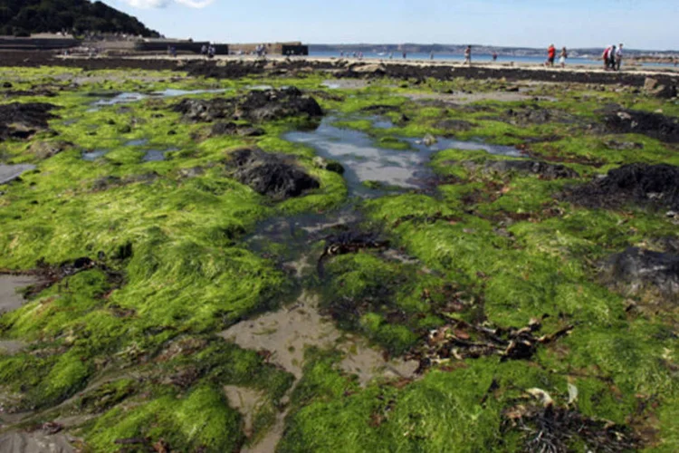 
	Com o&nbsp;aumento da temperatura e diminui&ccedil;&atilde;o da acidez das &aacute;guas dos mares, podem ocorrer mudan&ccedil;as nas comunidades de algas estruturadoras de habitats
 (Matt Cardy/Getty Images)