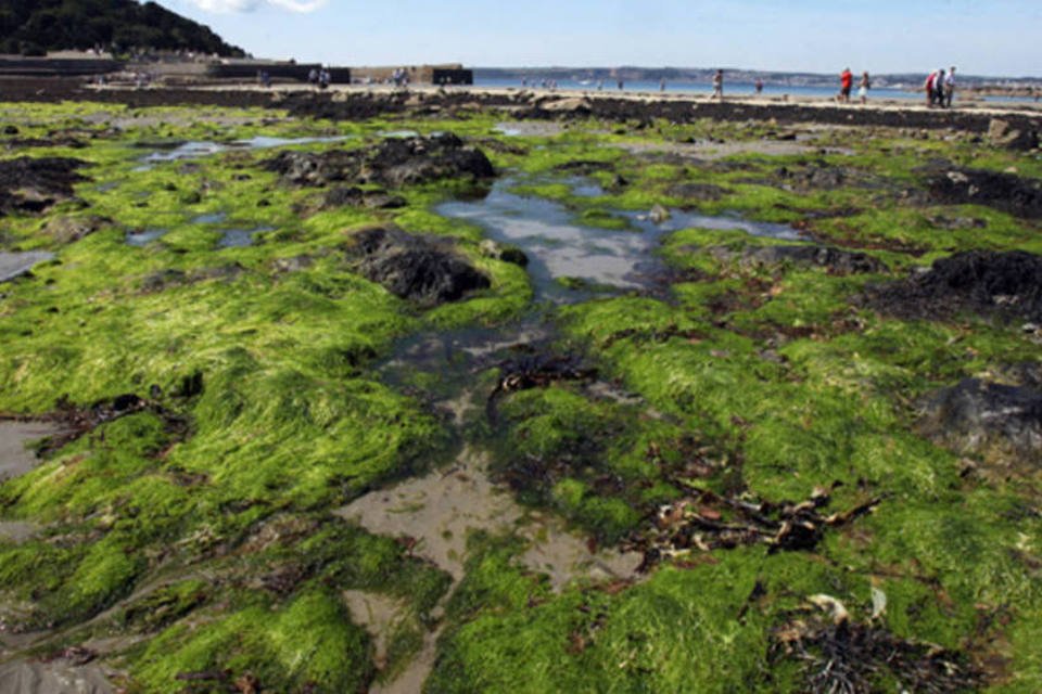 Algas são mais suscetíveis às mudanças climáticas