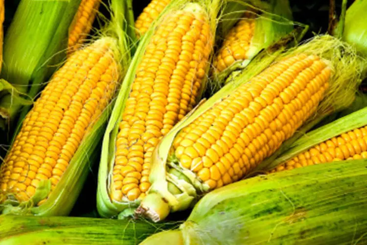 Milho: colheita da segunda safra, também conhecida como "safrinha", está em andamento (Getty Images/Getty Images)