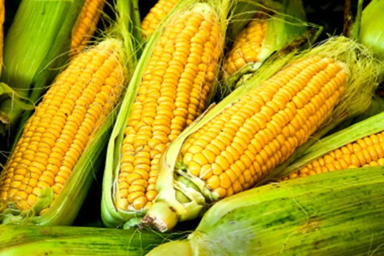 Milho: região Centro-Oeste é a maior fornecedora e o cereal é embarcado em portos do Norte do país (Getty Images/Getty Images)