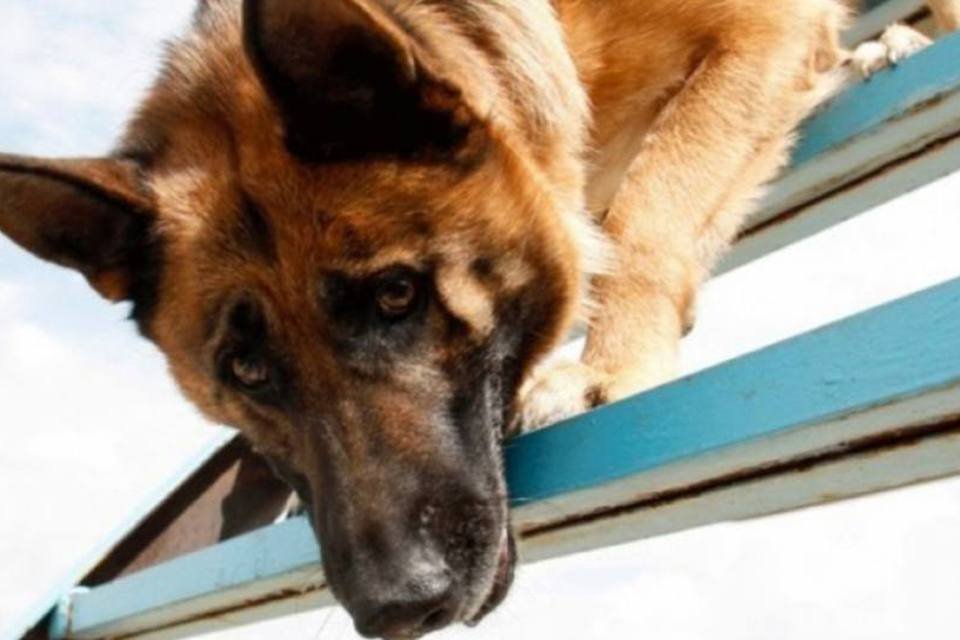 Diagnóstico de câncer feito por cães é 98% confiável