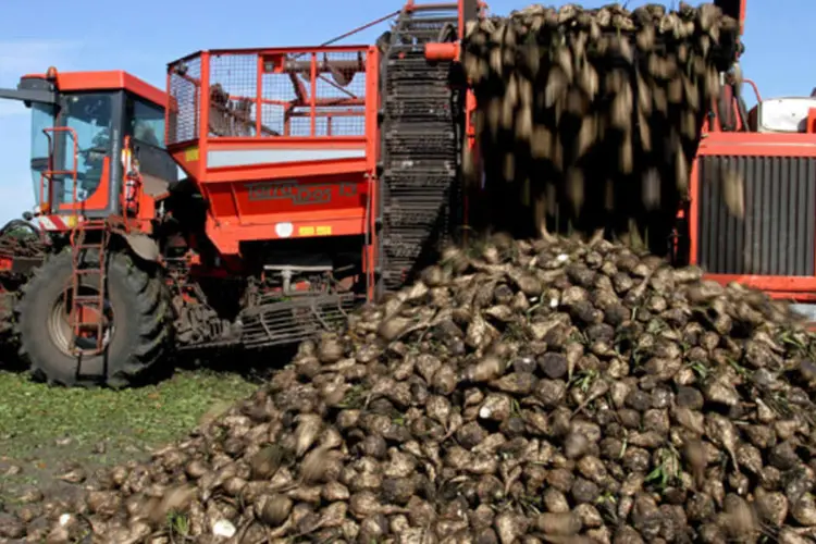Produção de açúcar de beterraba no país deverá cair 19%, para 3,85 milhões de toneladas, uma vez que a seca do ano passado levou muitos agricultores a mudarem para outros cultivos (Bloomberg)