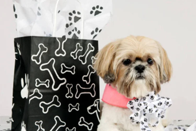 Cachorro com presentes: mapas cerebrais gerados pela máquina comprovaram que os cães usam a mesma parte do cérebro humano para prever situações prazerosas (Getty Images)