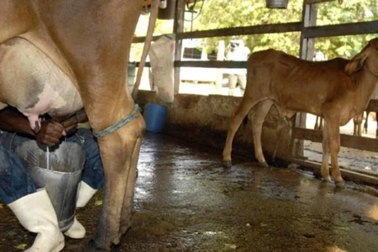 Metodologia desenvolvida na Suíça foi utilizada em unidades de produção leiteira
 (Marcello Casal JR/ABr)