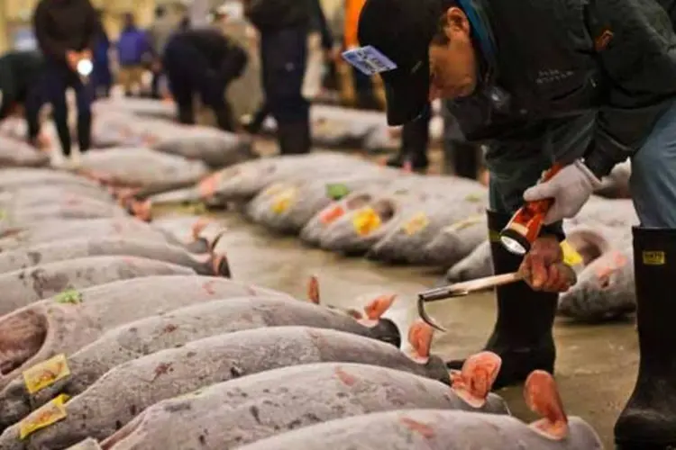 Mercado de peixe em Tóquio: Tsukiji é o maior do mundo (Getty Images/Getty Images)