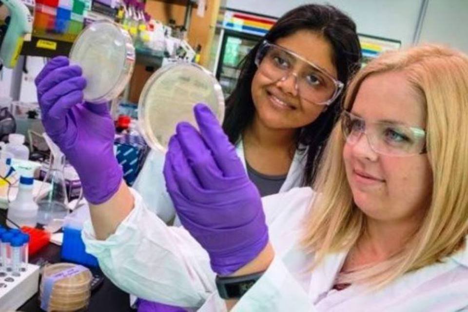 Cientistas usam bactérias para produzir gasolina