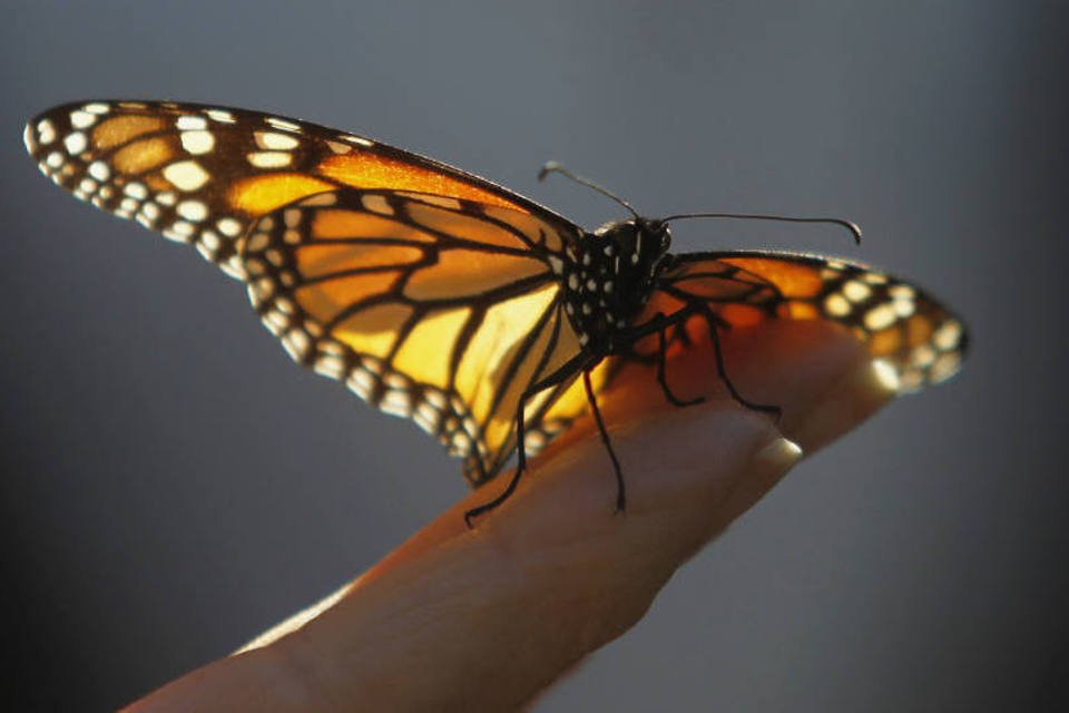Ciência descobre novas táticas de borboletas para sobreviver