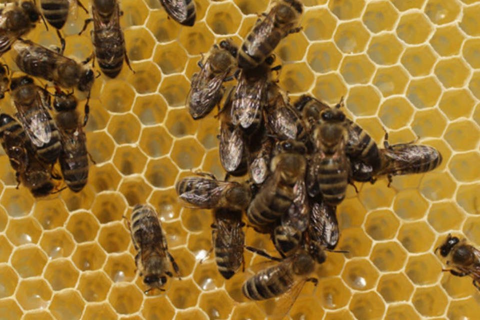 Metais pesados podem ser monitorados por análise do mel