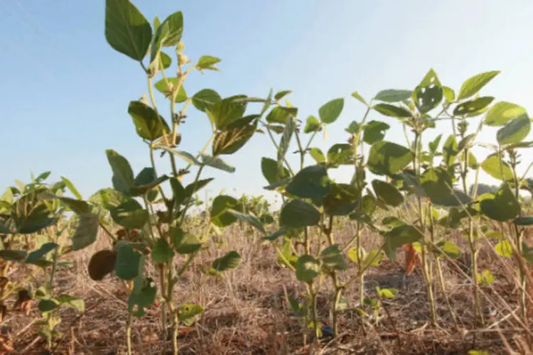 
	Soja: plantio da safra brasileira de soja 2014/15 teve outra semana de evolu&ccedil;&atilde;o
 (Scott Olson/Getty Images)