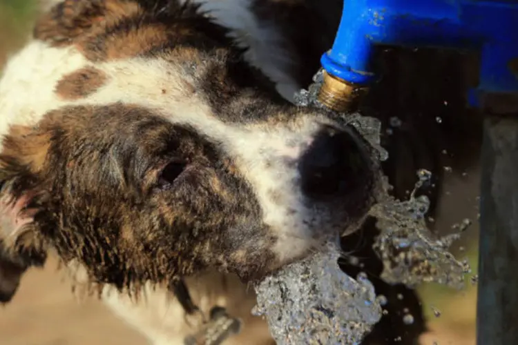 
	Cachorro se refresca com &aacute;gua da torneira: a&nbsp;m&eacute;dia da temperatura do ano passado foi de 14,6 graus, 0,8 grau mais que em 1880
 (Bruce Bennett/Getty Images)