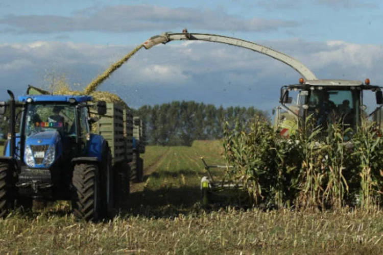 
	Milho: safra dos EUA superaria o recorde de 2009, de 13,09 bilh&otilde;es de bushels.
 (Sean Gallup/Getty Images)