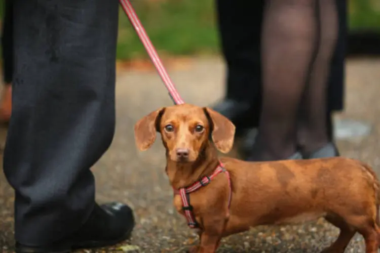 
	C&atilde;o da ra&ccedil;a Dachshund: a companhia a&eacute;rea disse que est&aacute; averiguando os fatos para poder dar esclarecimentos
 (Dan Kitwood/Getty Images)