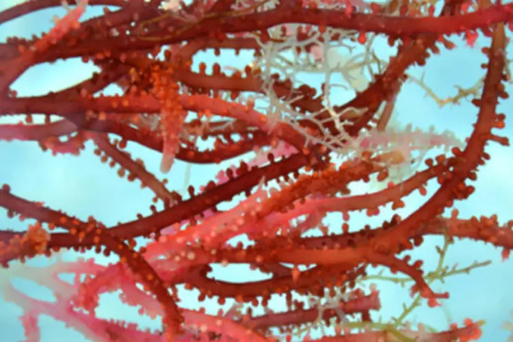 Algas vermelhas: antes do início da pesquisa já haviam sido descritas cerca de 190 espécies de macroalgas vermelhas no Estado de São Paulo (Getty Images)
