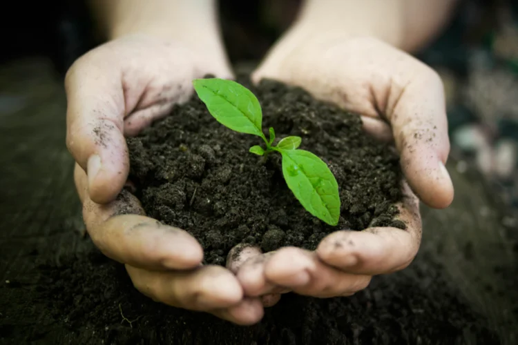 Aulas sobre a natureza (Thinkstock/Hlib Shabashnyi)