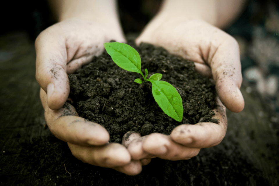 10 cursos de graça para quem quer salvar o meio ambiente