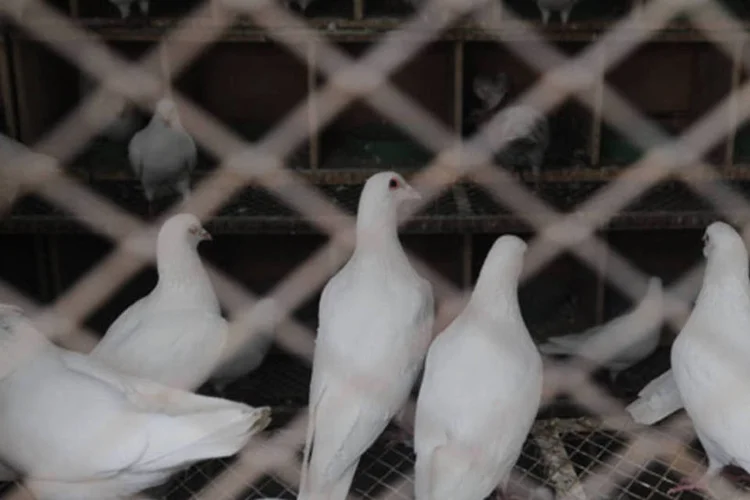 Pombas em um pombal na praça Quancheng em Jinan, na China (ChinaFotoPress via Getty Images)