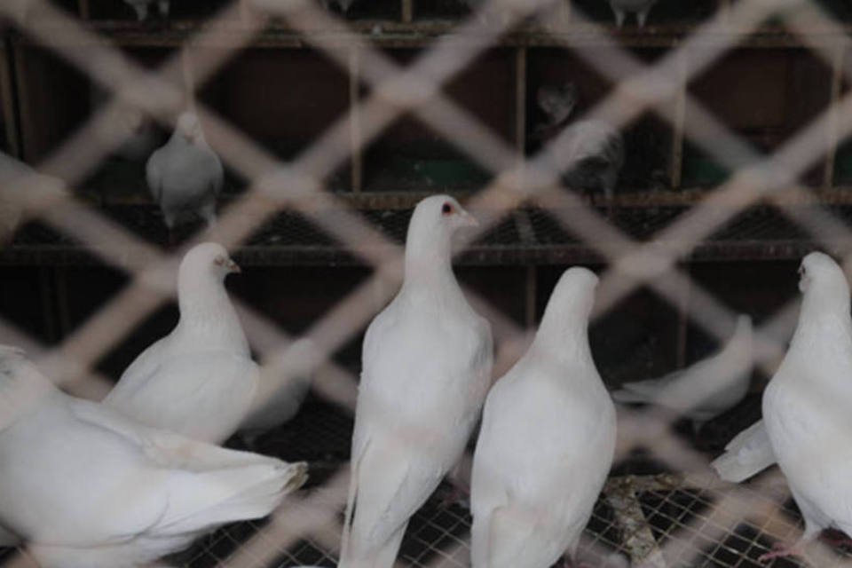 Prefeitura de SP determina multa de R$200 para quem alimentar pombos