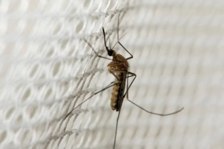
	Mal&aacute;ria: no momento em que o parasita penetra na hem&aacute;cia, parte da membrana da c&eacute;lula sangu&iacute;nea se dobra e forma uma bolsa ao redor do protozo&aacute;rio chamada vac&uacute;olo parasit&oacute;foro
 (Getty Images/Reprodução)