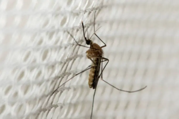 Malária: especialistas atribuem o aumento a uma piora na organização do sistema de prevenção e combate à doença (foto/Getty Images)