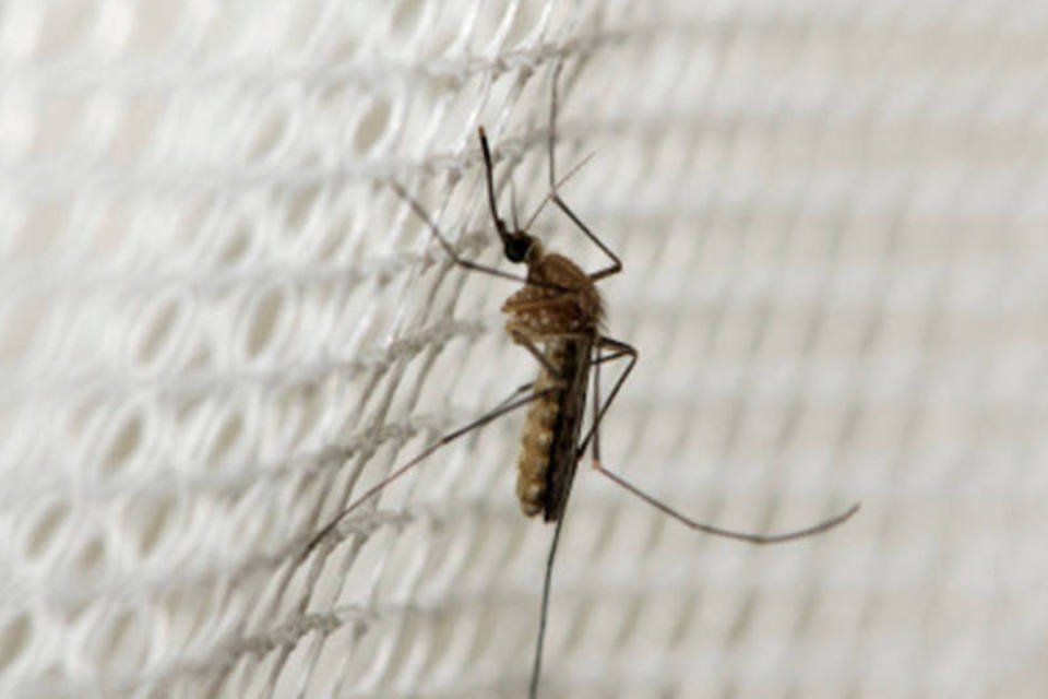 Casos de malária no Brasil caem 38% nos primeiros meses de 2019