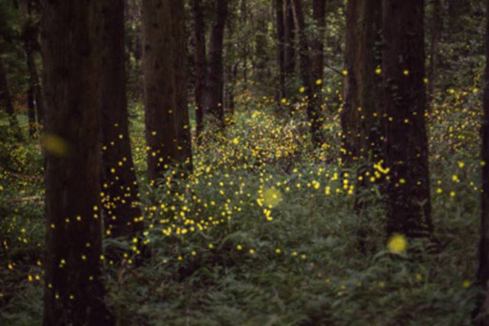 Pesquisadores da UFSCar desenvolvem enzima bioluminescente