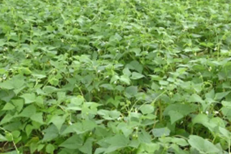 Plantação de feijão: em decorrência do incremento na produção, aumentou também a incidência de pragas nas plantações, o que levou as autoridades sanitárias a determinar o vazio sanitário este ano, em caráter de emergência (ABr)