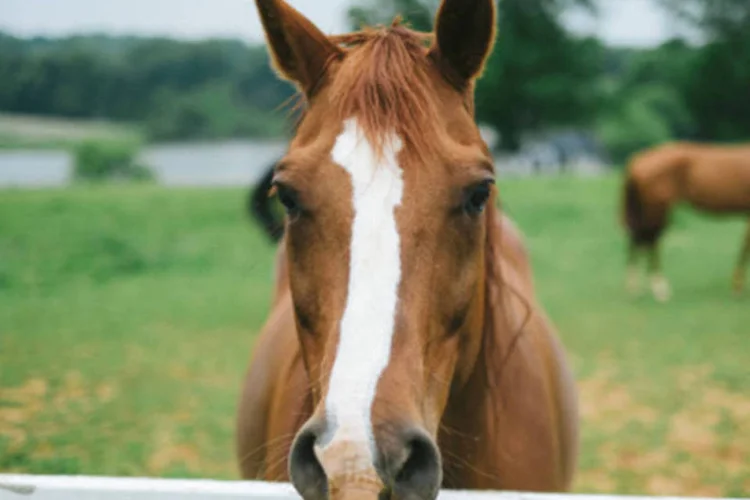 
	Cavalos: conclus&otilde;es denunciam tratamento cruel que animais sofrem durante transporte, a bordo de ve&iacute;culos n&atilde;o adaptados e sobrecarregados que n&atilde;o disp&otilde;em de &aacute;gua nem alimentos
 (Getty Images)