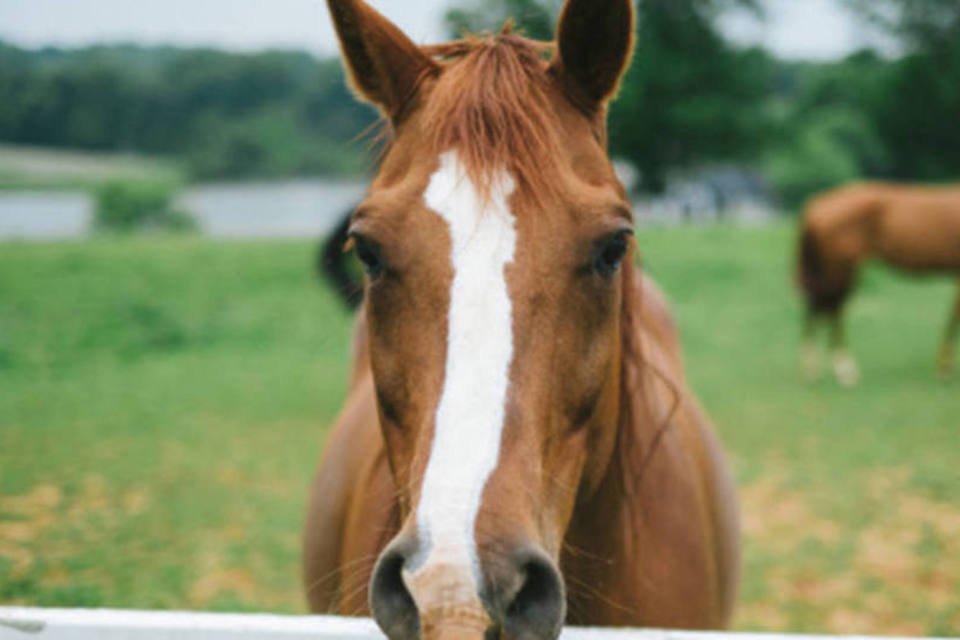 Carne de cavalo da América é de animais maltratados, diz ONG