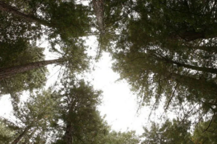 
	&Aacute;rvores: programa diz quantas &aacute;rvores &eacute; preciso plantar para compensar o carbono emitido
 (Getty Images)