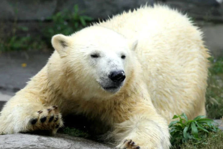
	Urso Polar:&nbsp;equipe produziu imagens dos animais em Churchill, enquanto esperavam o congelamento das &aacute;guas da ba&iacute;a de Hudson
 (Sean Gallup/Getty Images)